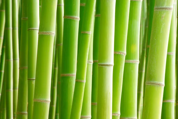 Bambu