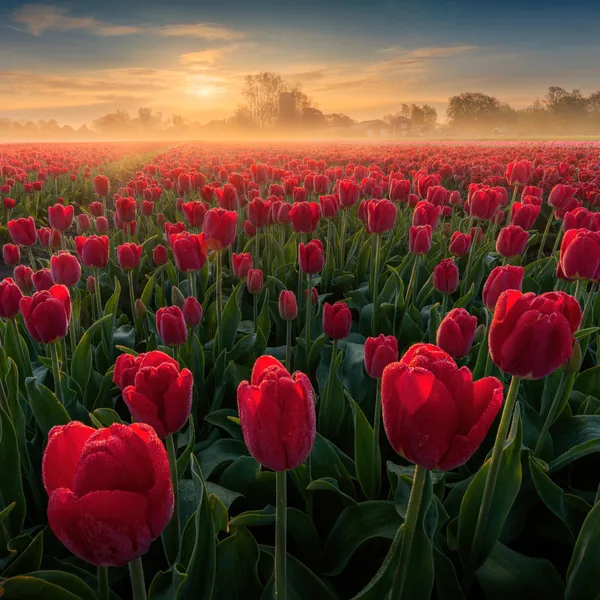Campos de tulipas