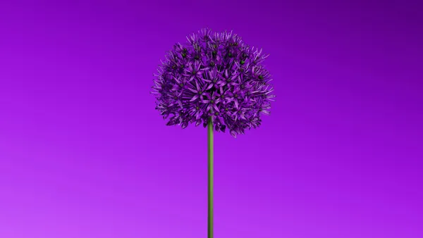 Flor roxa