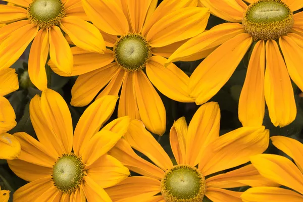 Flores amarelas