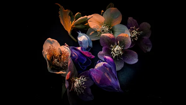 Flores coloridas