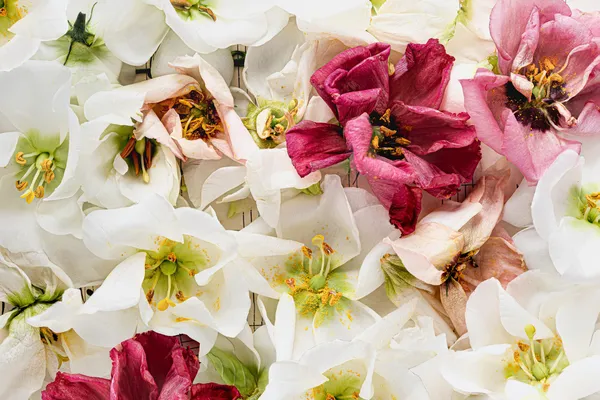 Flores brancas