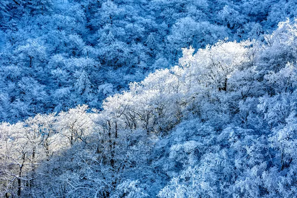 Floresta de inverno