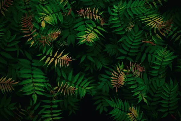 Tropical