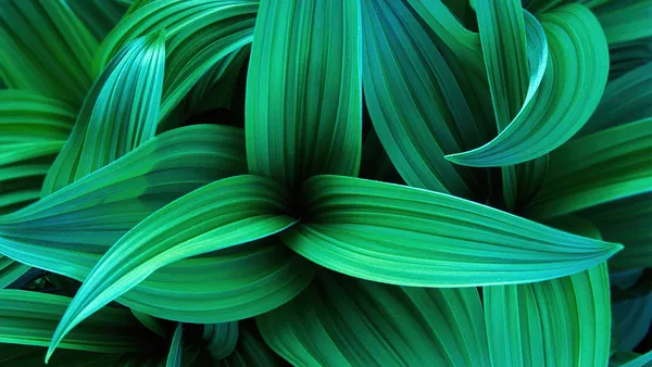 Folhas verdes
