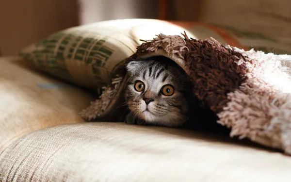 Gatos fofos