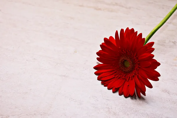 Flores de margarida