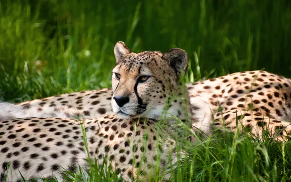 Zoológico