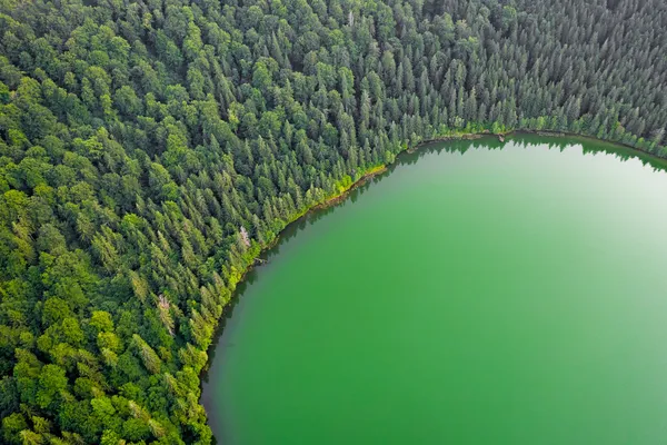Paisagens de floresta