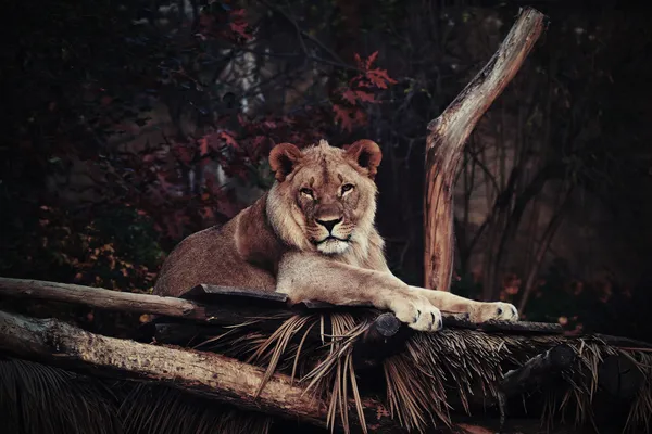 Grandes felinos