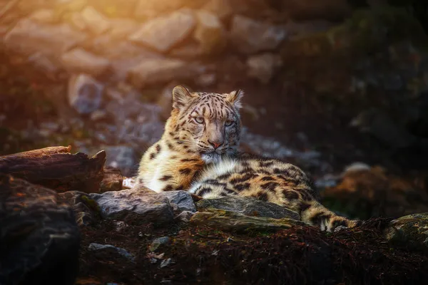 Leopardos