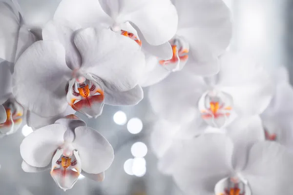 Orquídeas