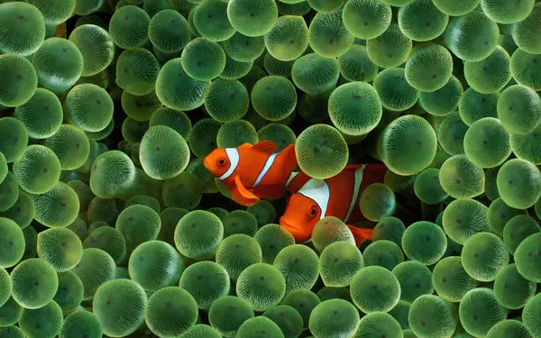 Peixes