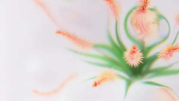 Flores abstratas