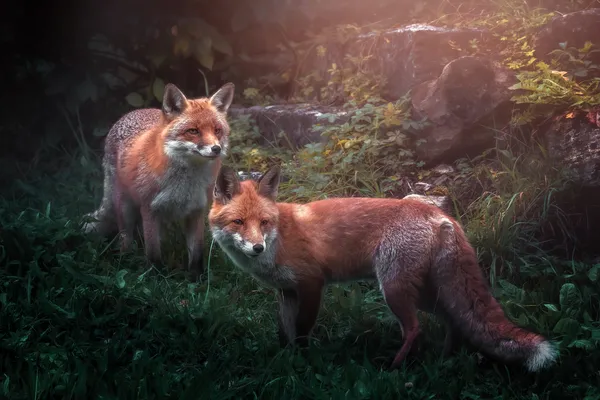 Animais selvagens