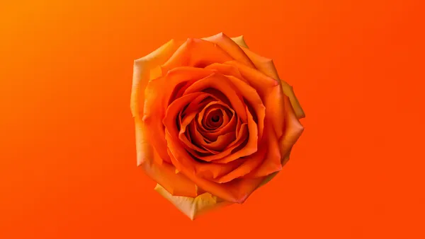 Rosa laranja