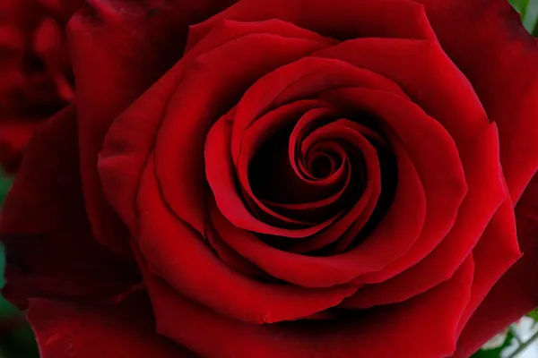 Rosa vermelha