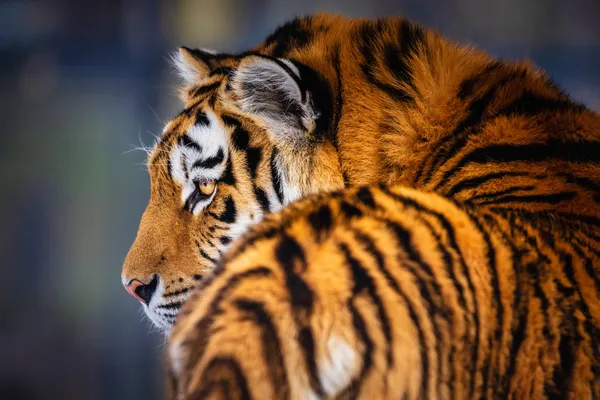 Tigre-siberiano