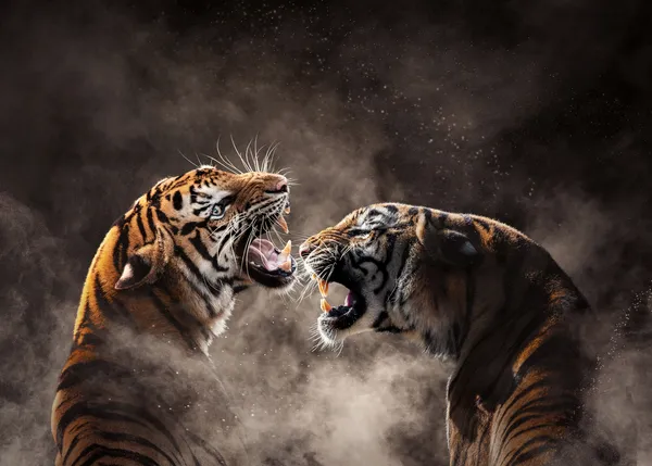 Tigres-de-bengala