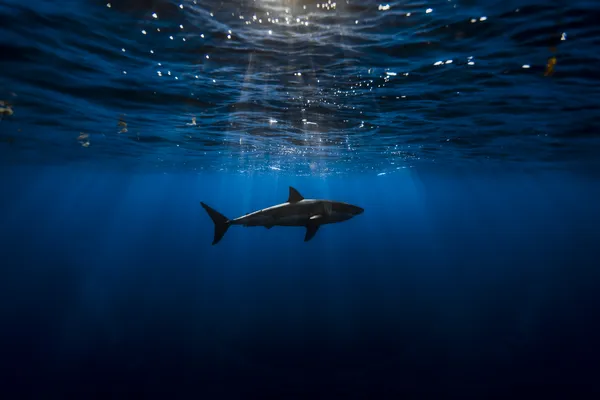 Oceano azul