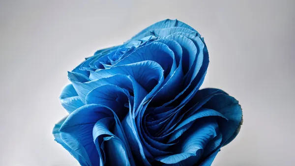 Flores azuis