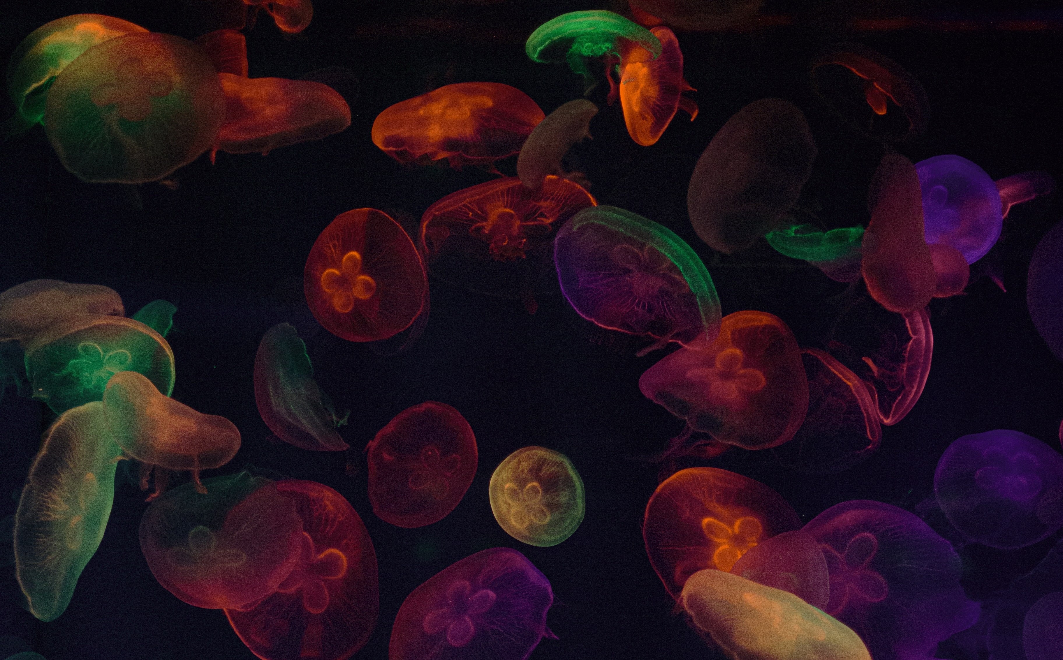 Águas-vivas, Multicolorido, Fundo preto, Subaquático, Colorido, Aquário de vida marinha, Roxo, Colorido, Bioluminescência