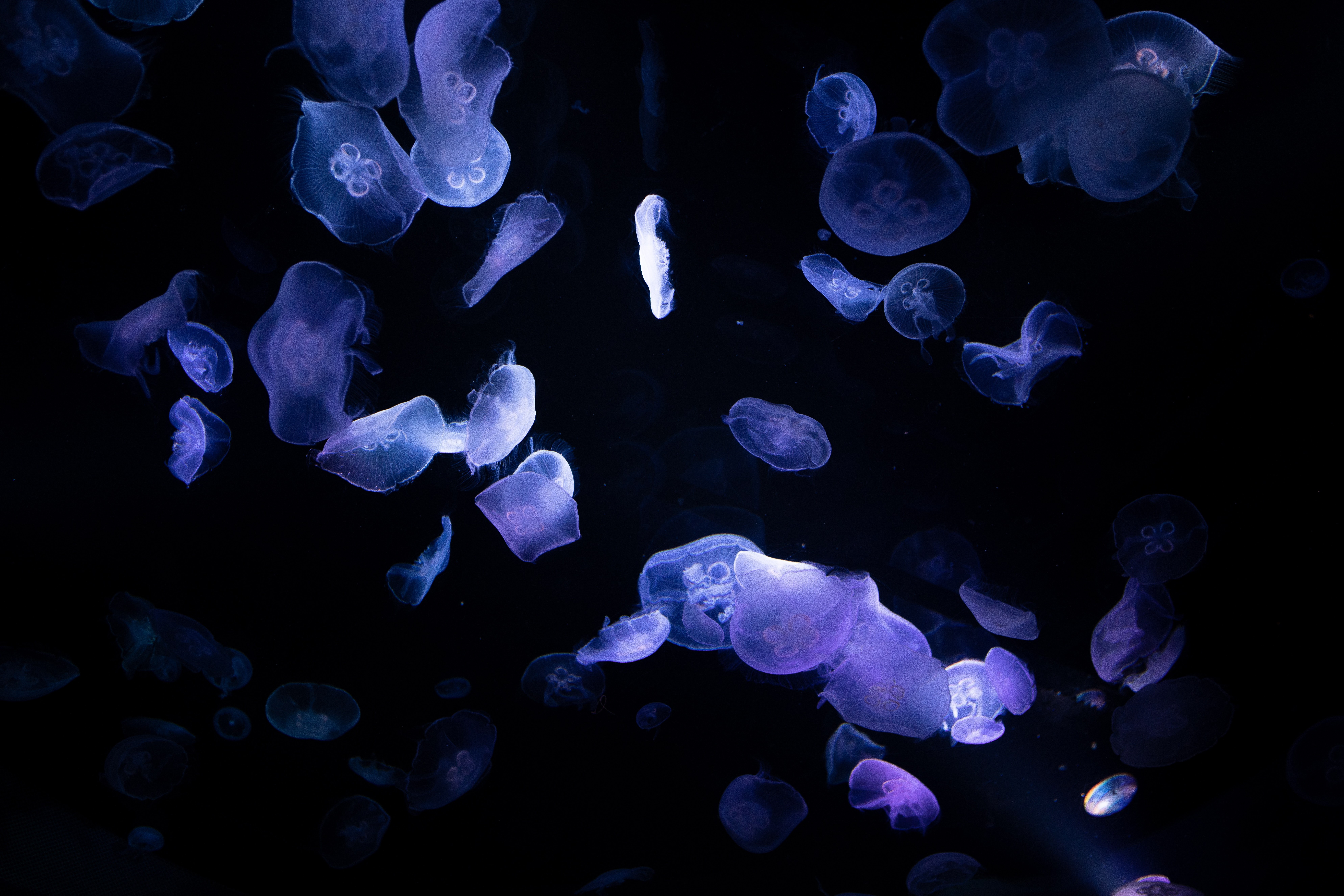 Águas-vivas, 8K, Subaquático, Oceano profundo, Escuro, Fundo preto, 5K, Bioluminescência