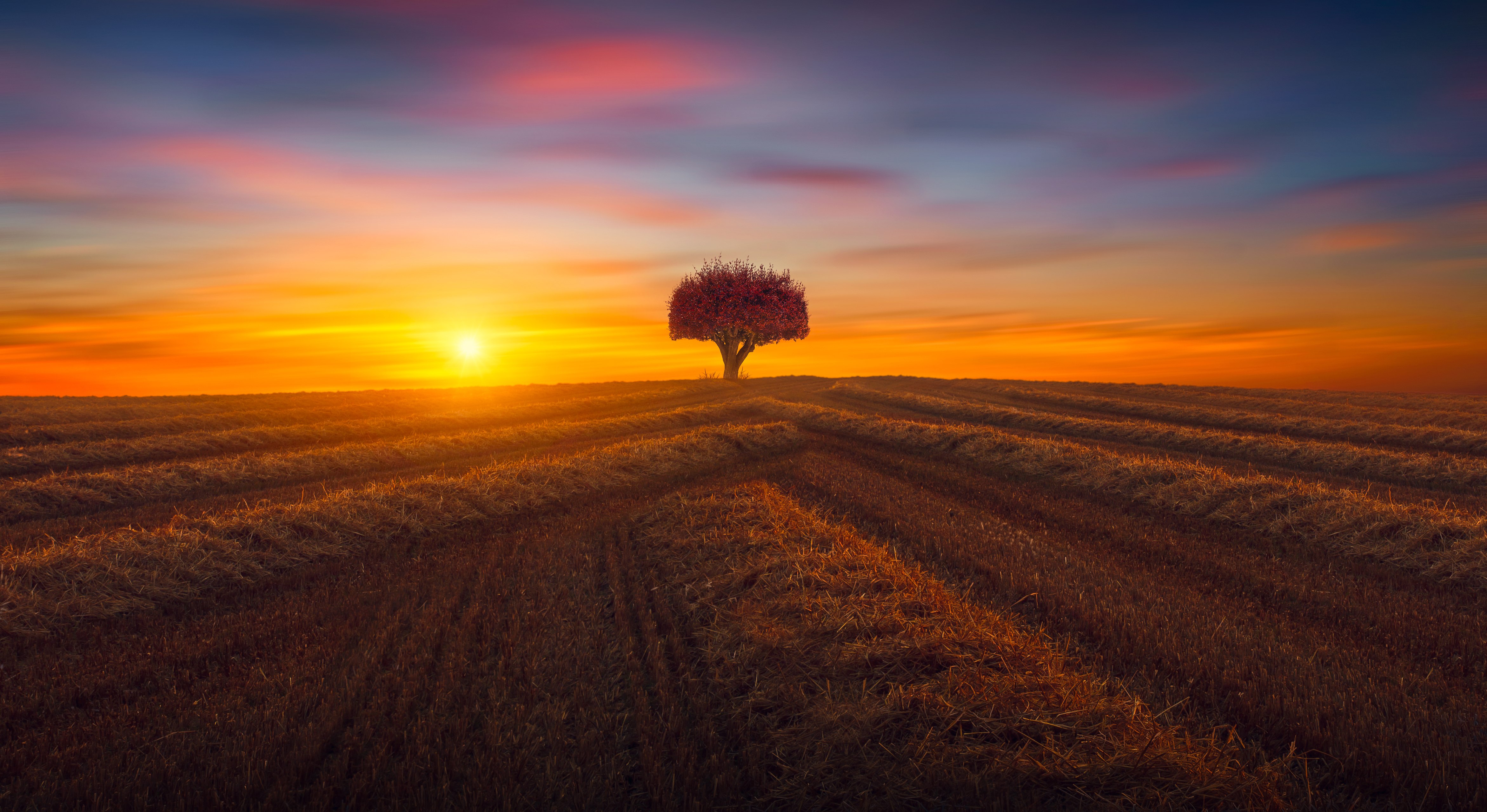 Árvore solitária, Agricultura, Campos, Pôr do sol, Entardecer, Paisagem, Cenário, Campo, 5K