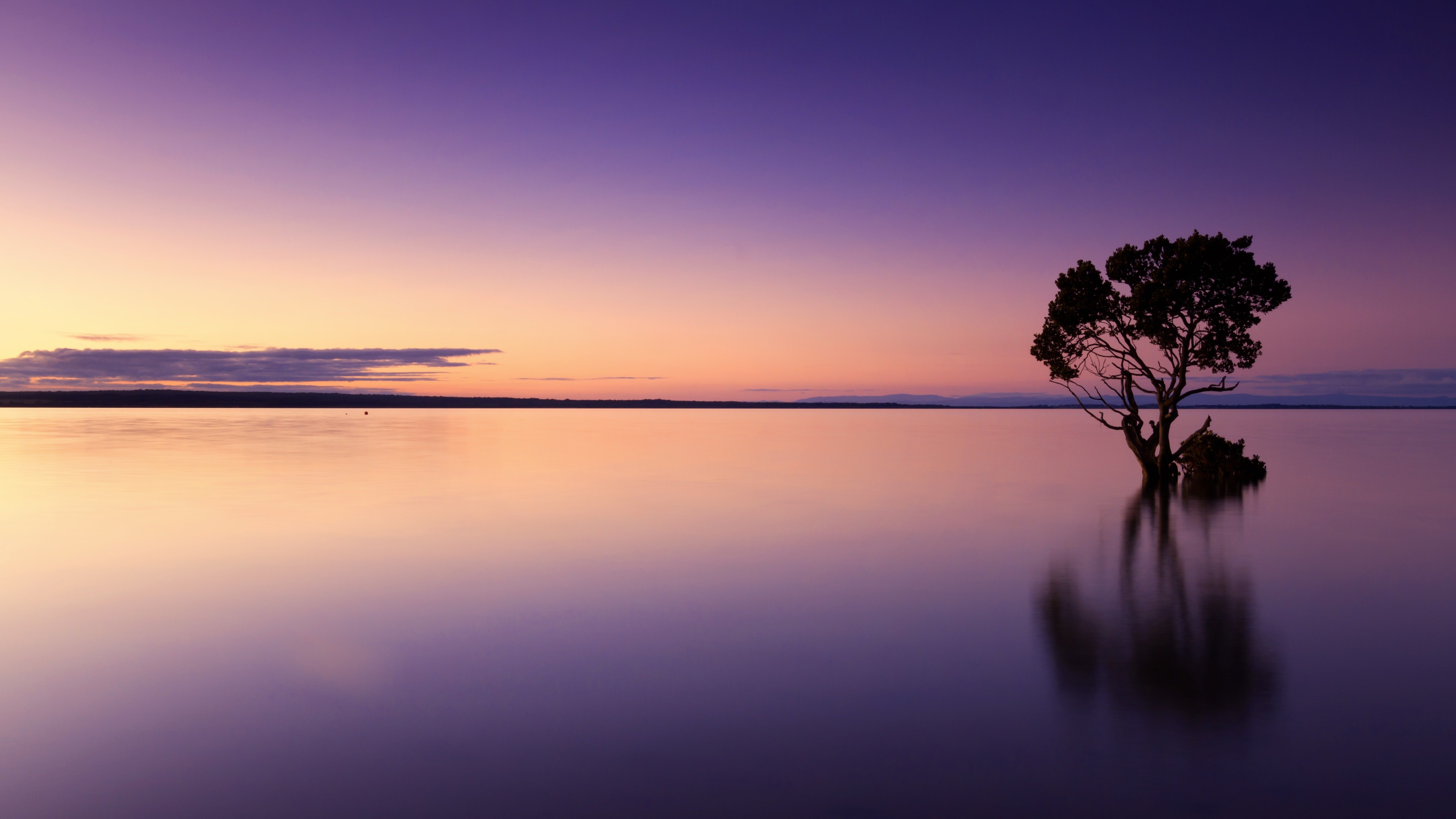 Árvore solitária, Pôr do sol, Horizonte, Amanhecer, Oceano, 5K