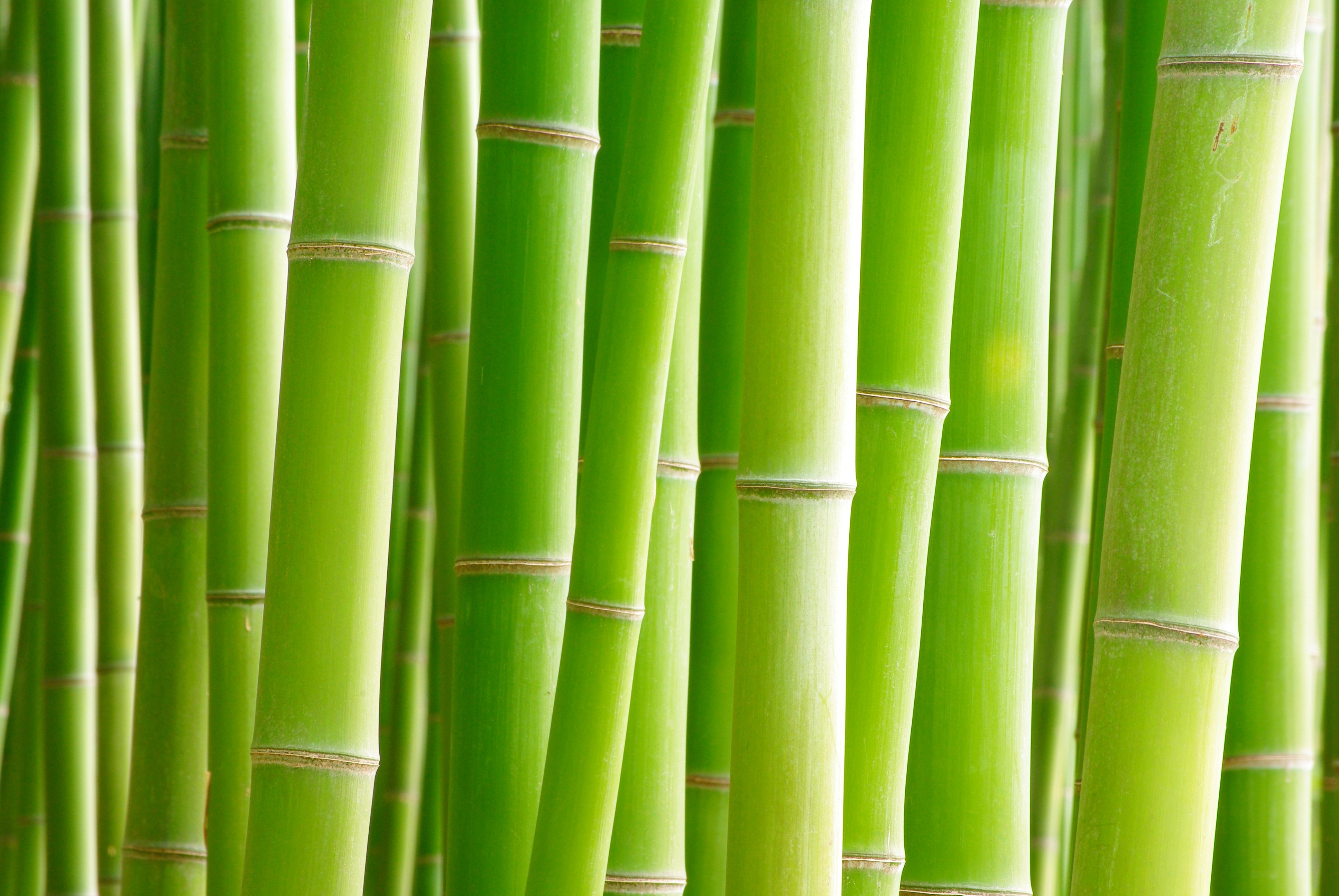 Bambu, Árvores, Fundo verde