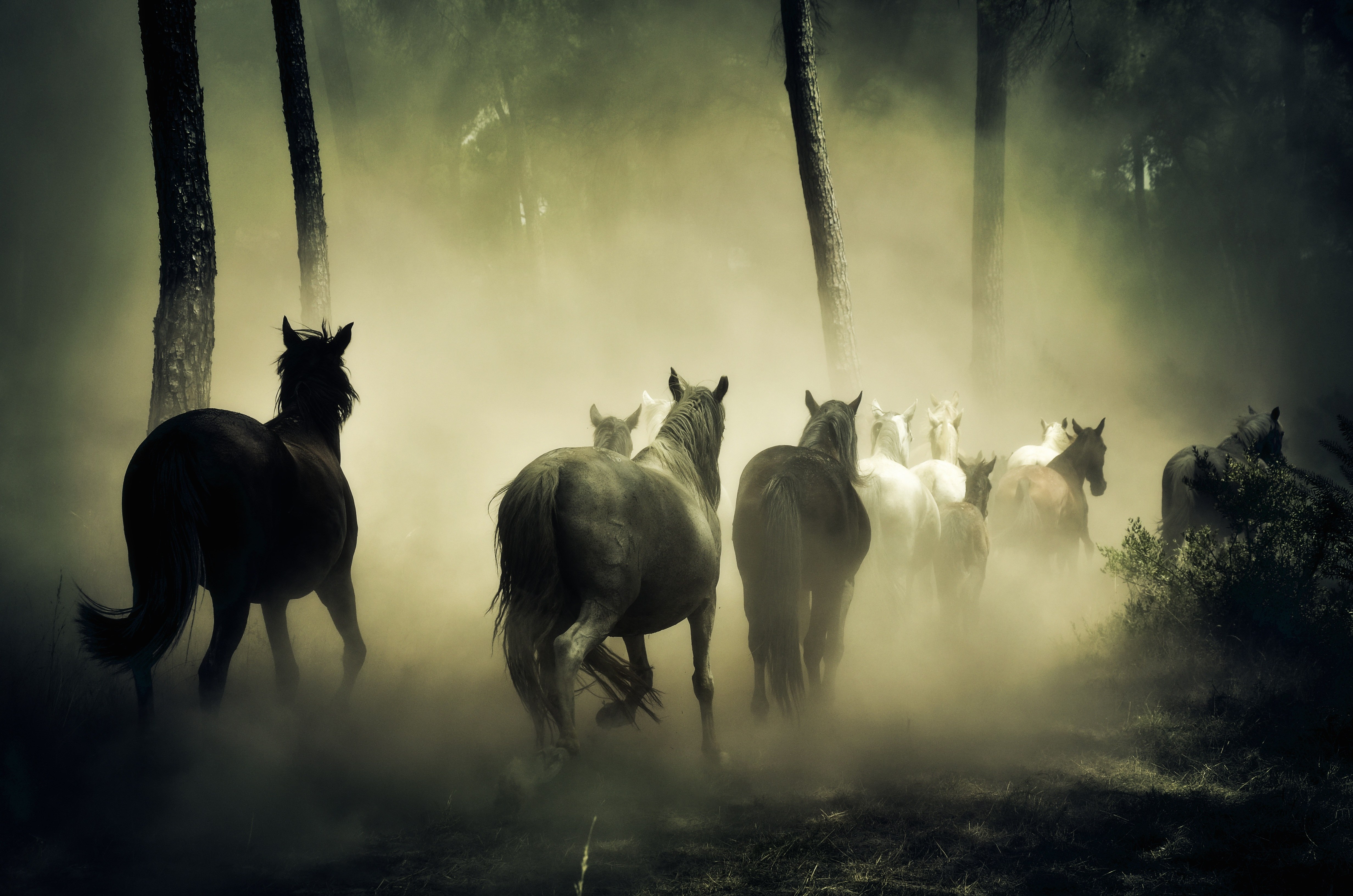Cavalos, Manada, 5K
