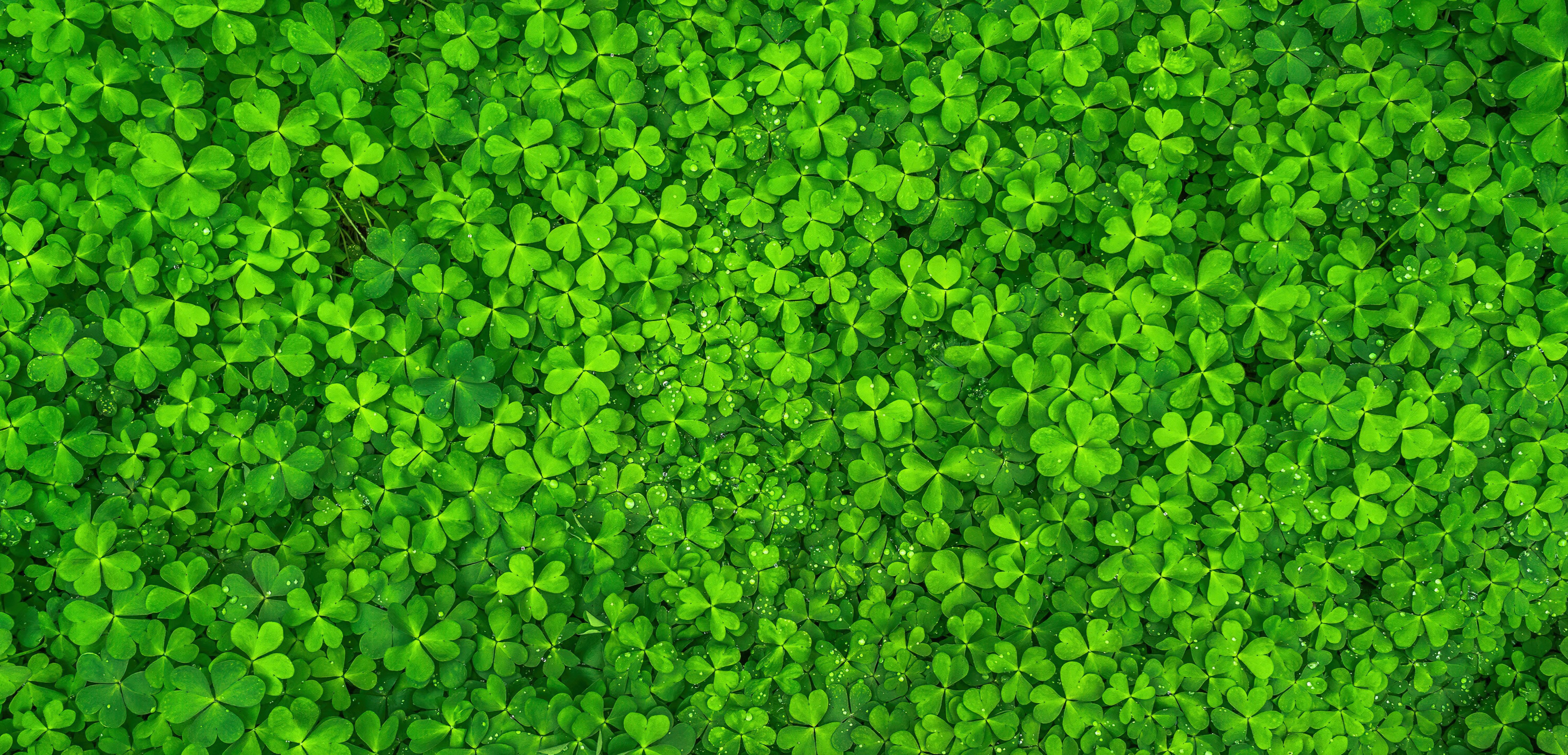 Dia de São Patrício, Trevo, Trevo, Folhas verdes, Ultrawide, Trevos de quatro folhas