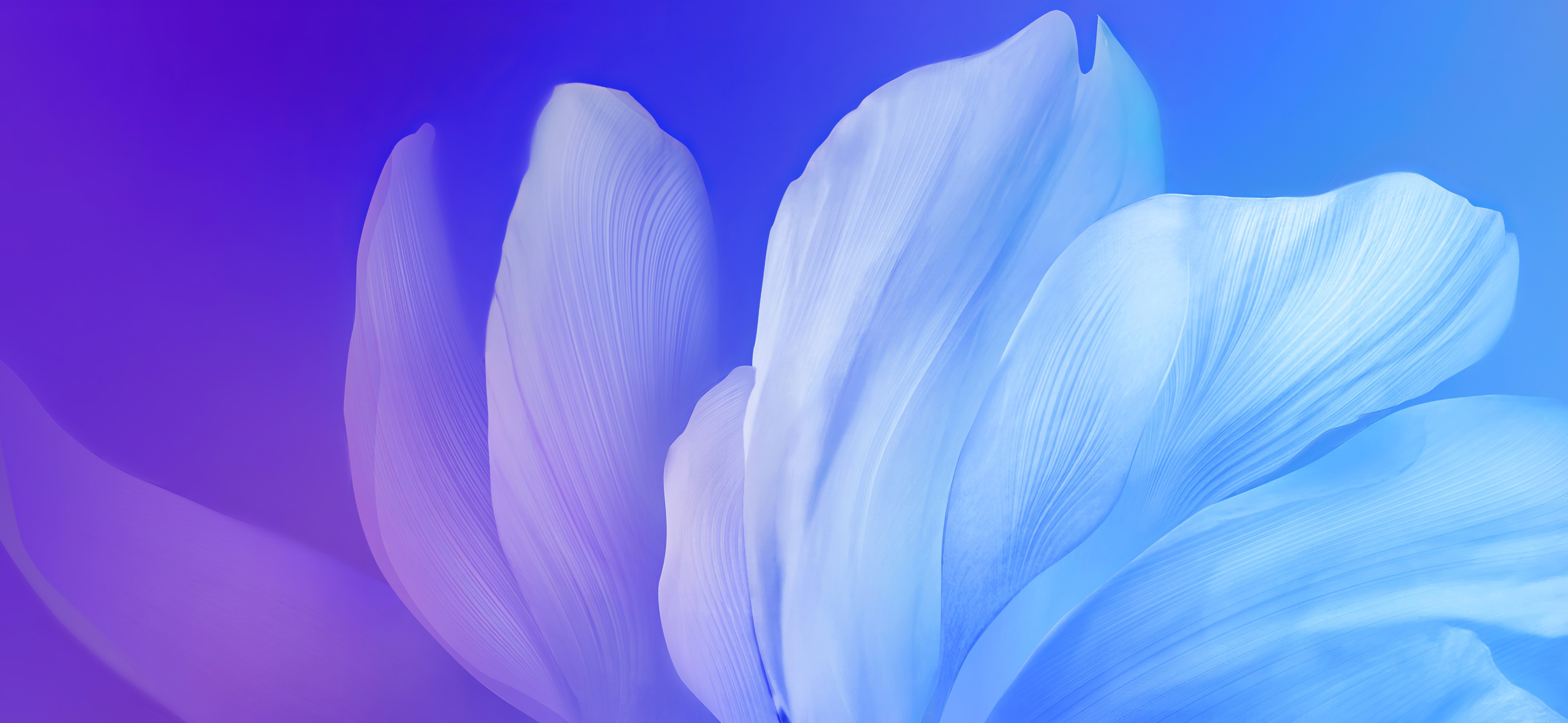 Flor azul, Fundo gradiente, Estética, Vivo Stock, Android 10