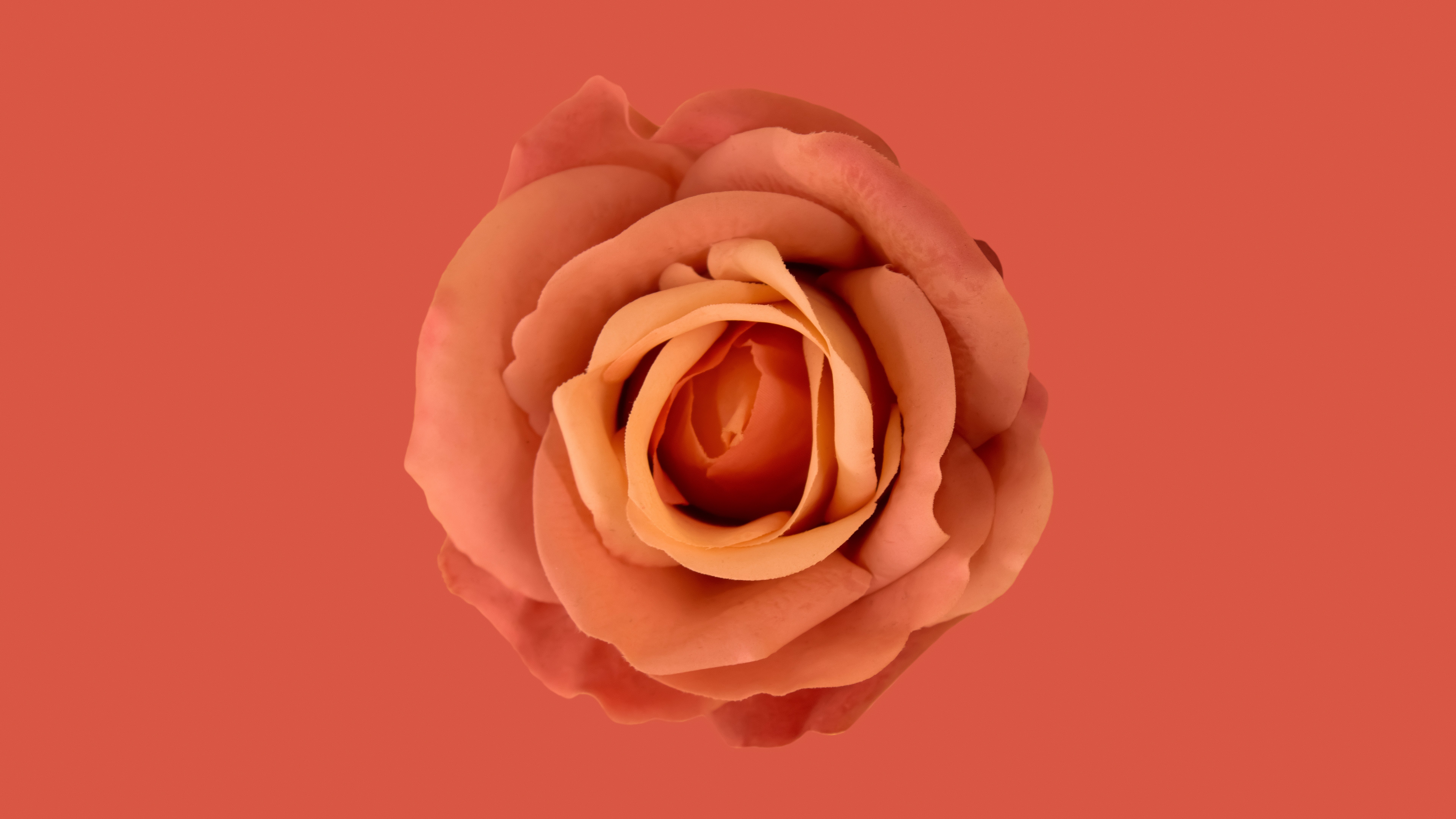 Flor laranja, Fundo laranja, Rosa laranja, Estética laranja, 8K, 5K