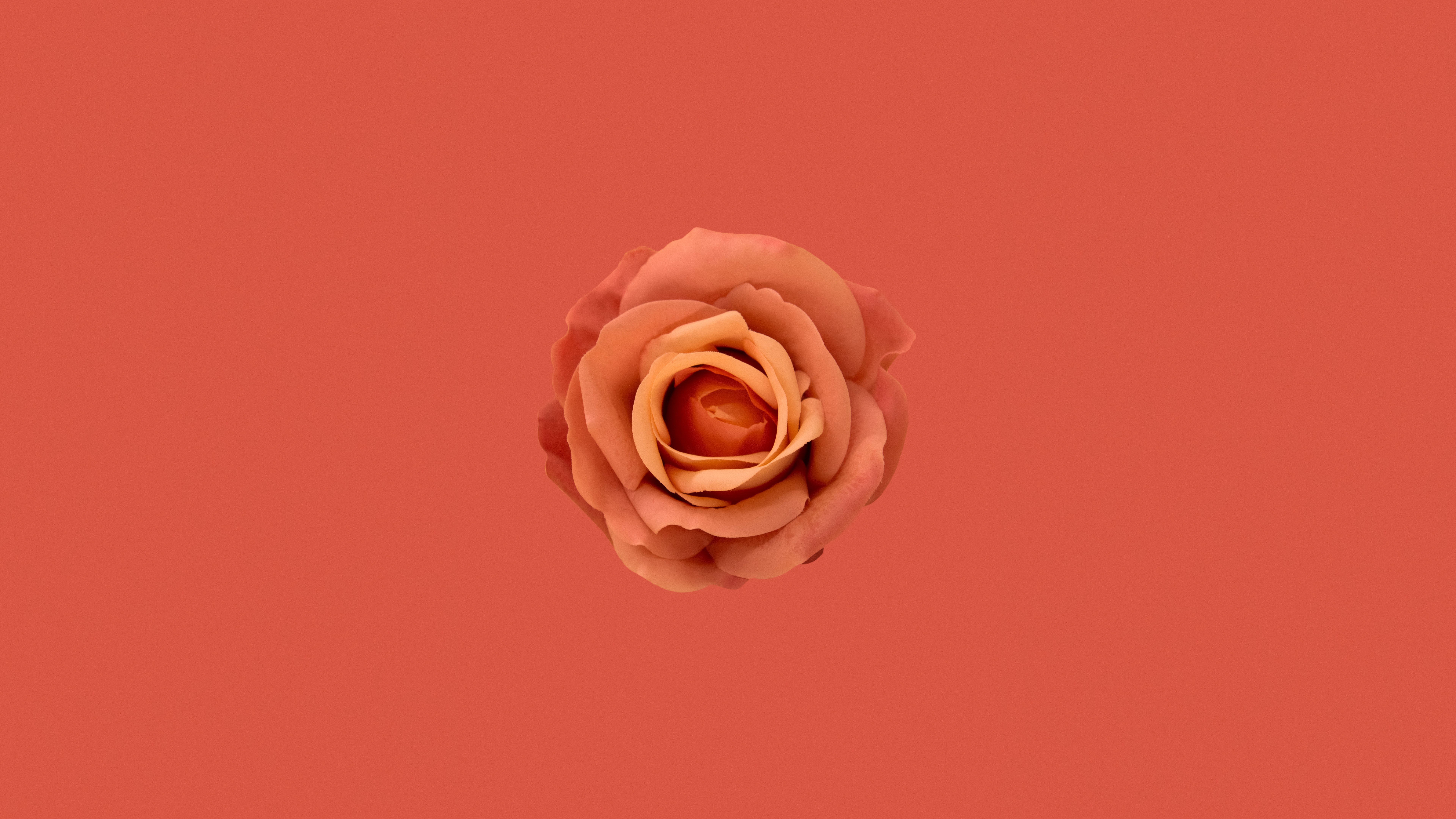 Flor laranja, Rosa laranja, Fundo laranja, Estética laranja, 5K, 8K