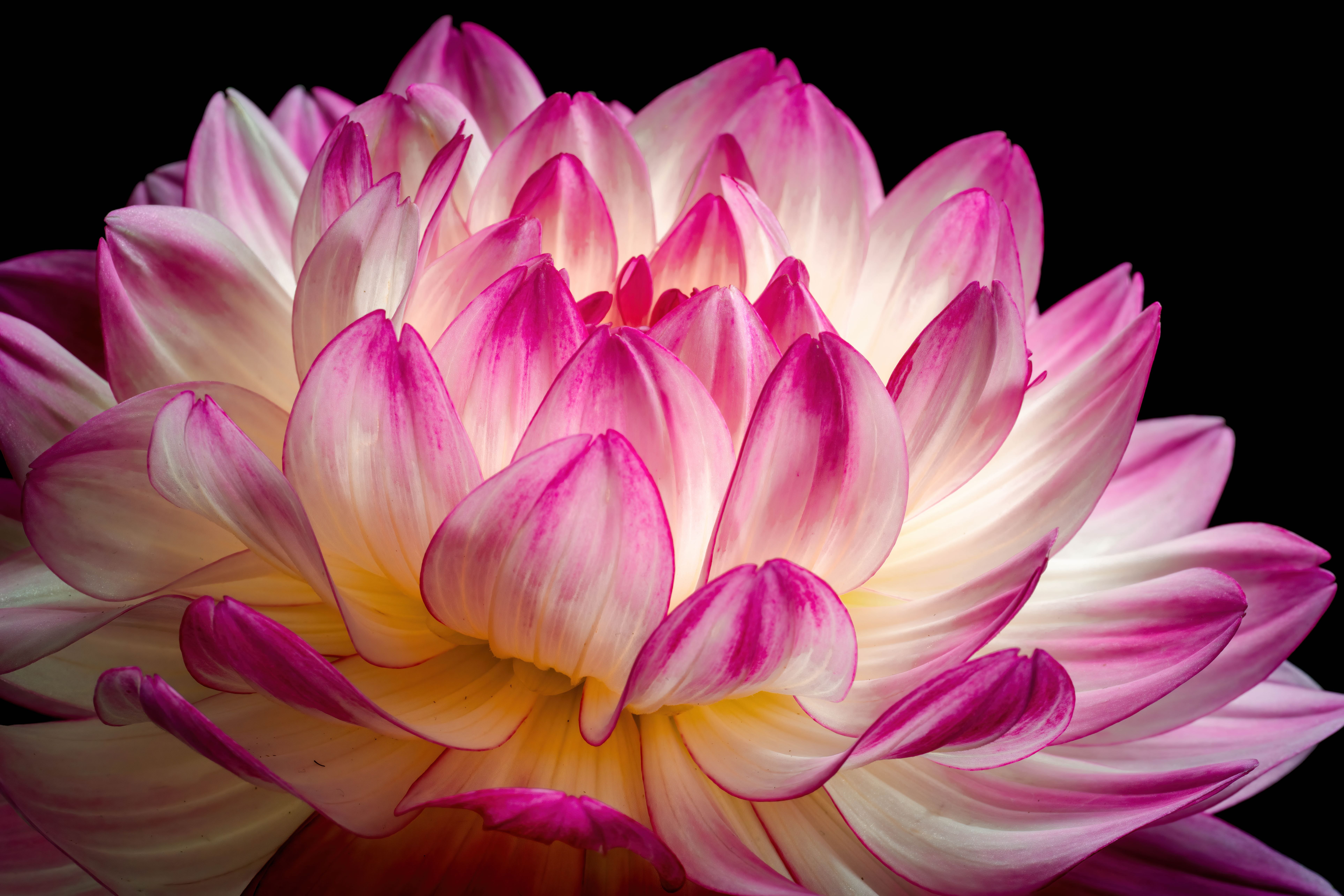 Flor rosa, Flor de dália, Dália rosa, 5K, 8K