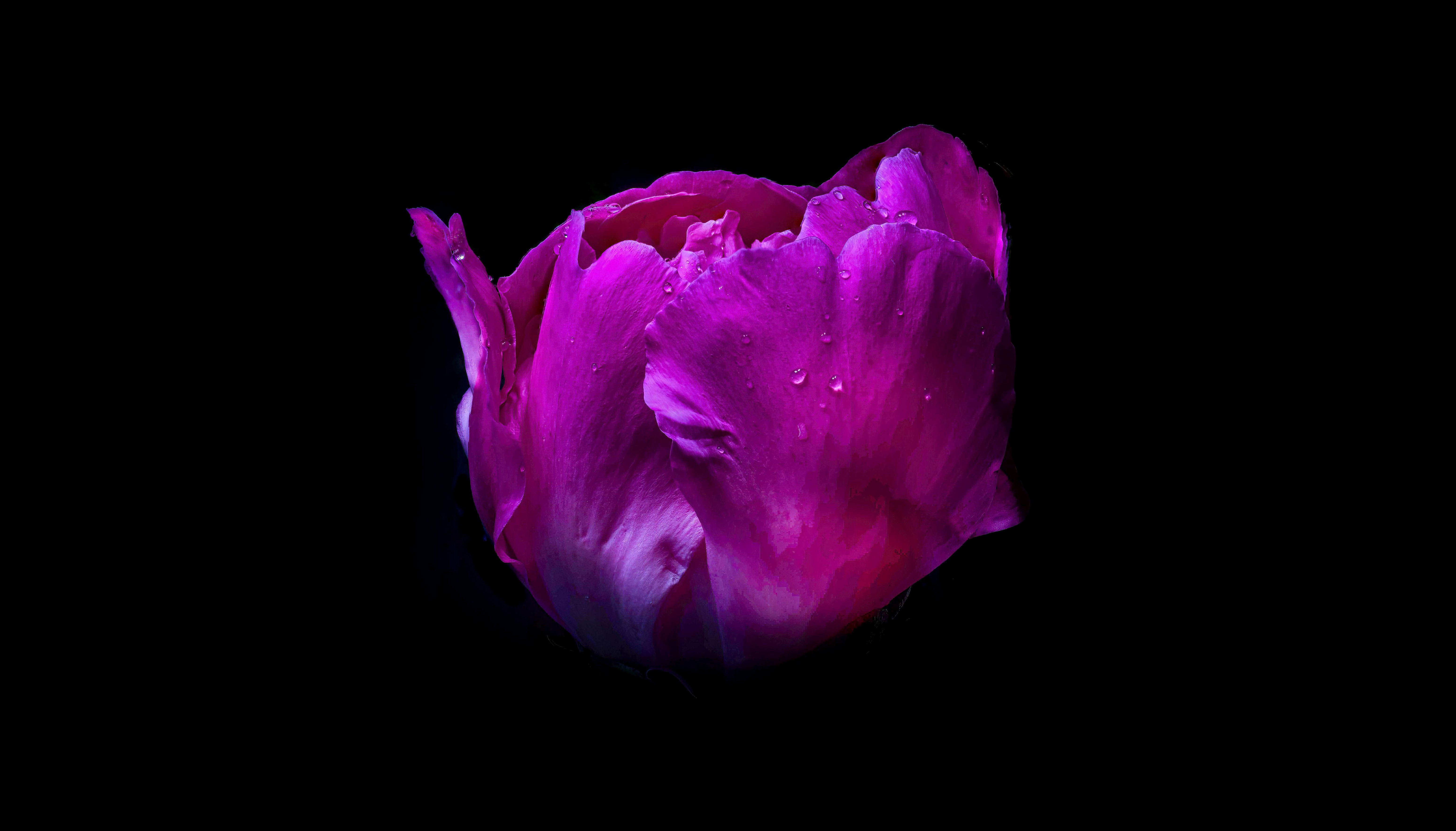 Flor rosa, Gotas de orvalho, Gotículas, Fundo preto, AMOLED, 5K