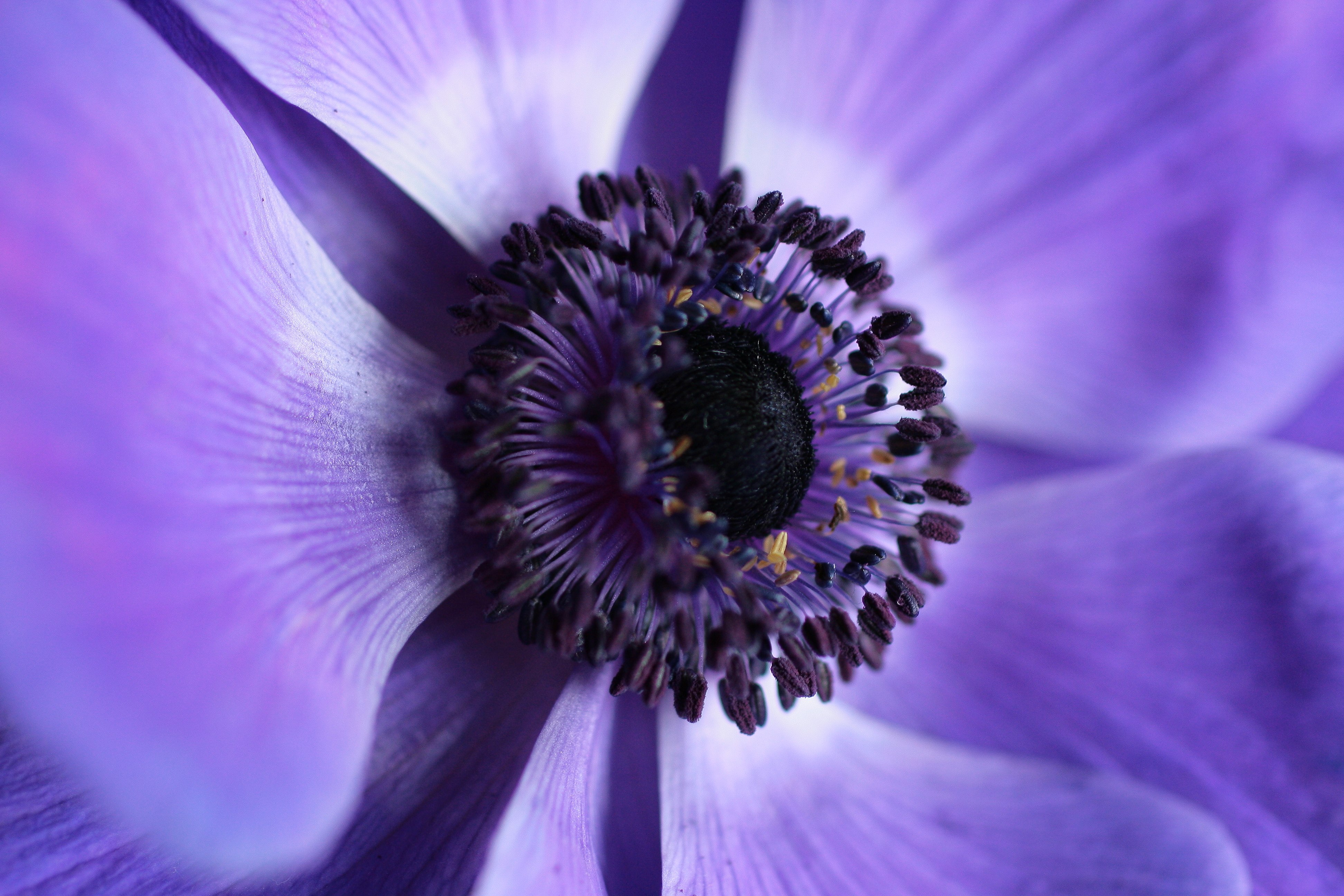 Flor roxa, Estética, Macro, Florescimento, Fotografia em close-up