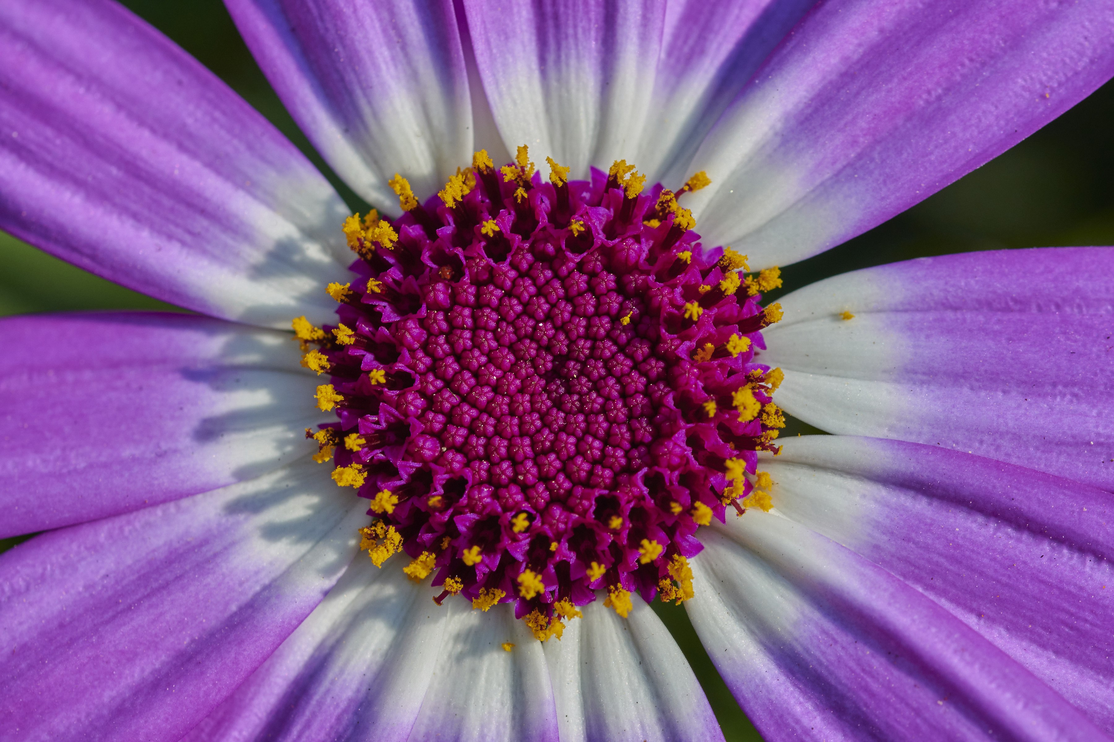 Flor roxa, Macro, Close-up, Pétalas, Botão, Florescer, Primavera, Pericallis senetti