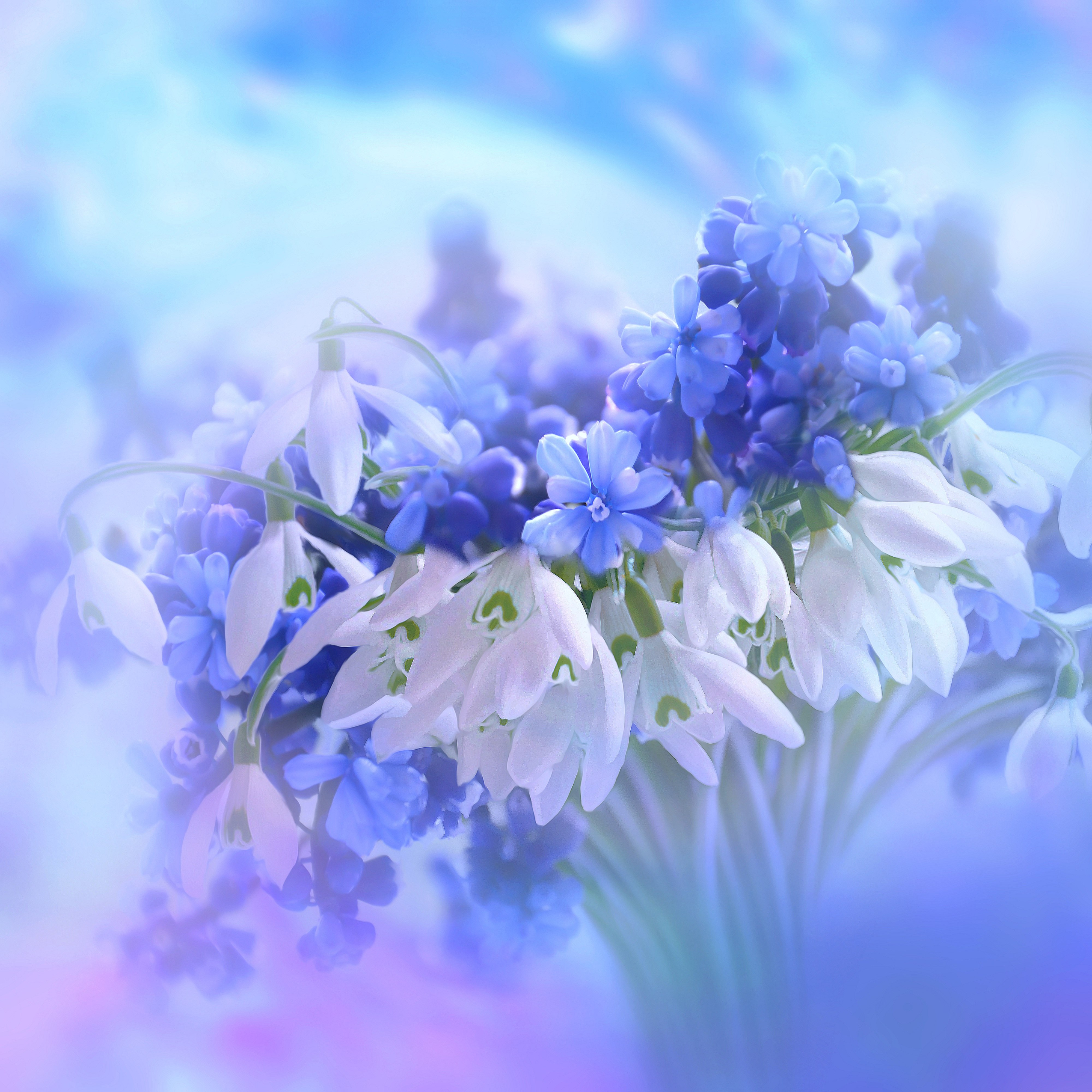 Flores azuis, Jacinto, Branco, Florescer
