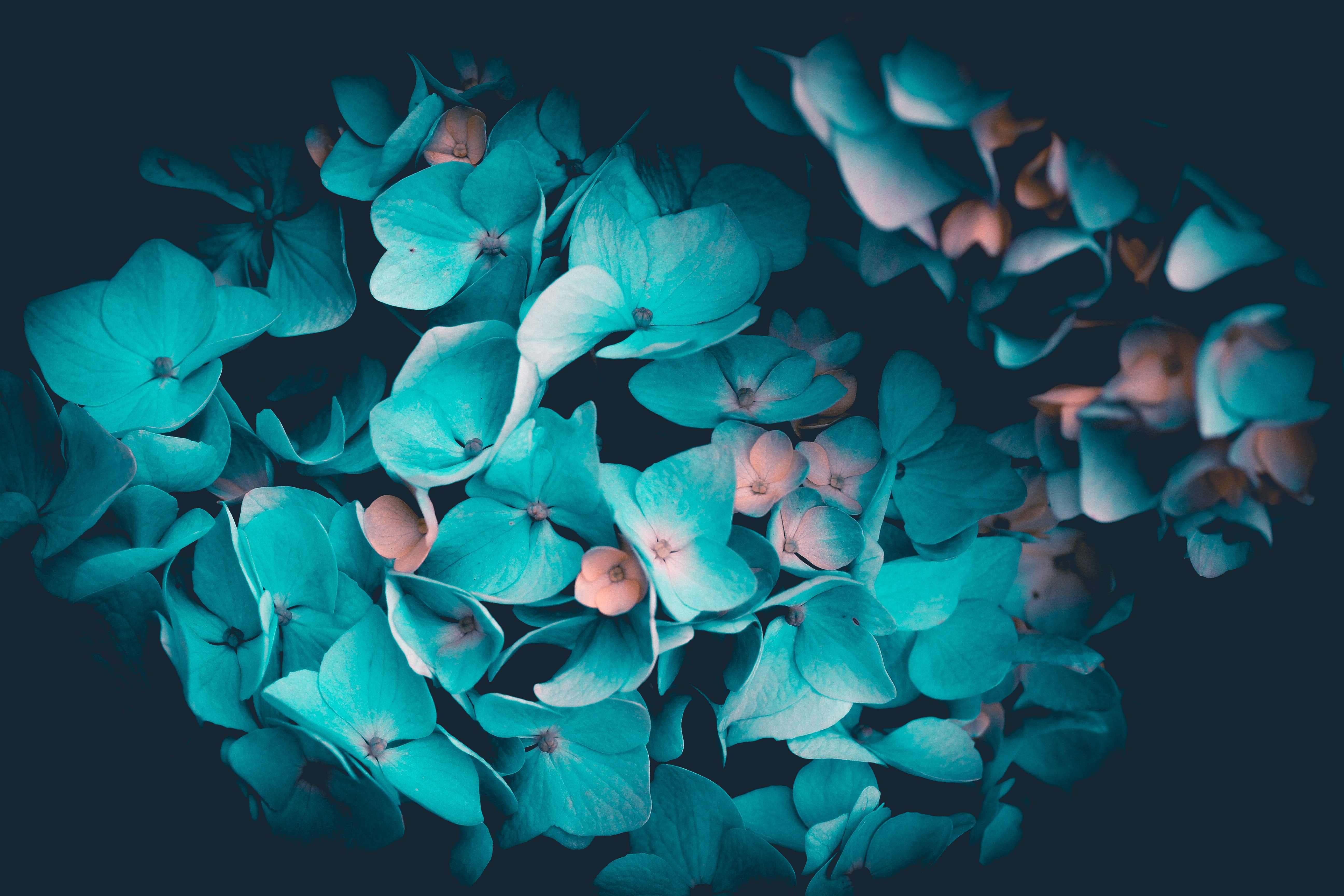 Flores azuis, Pétalas, Azul-petróleo, Fundo preto, 5K