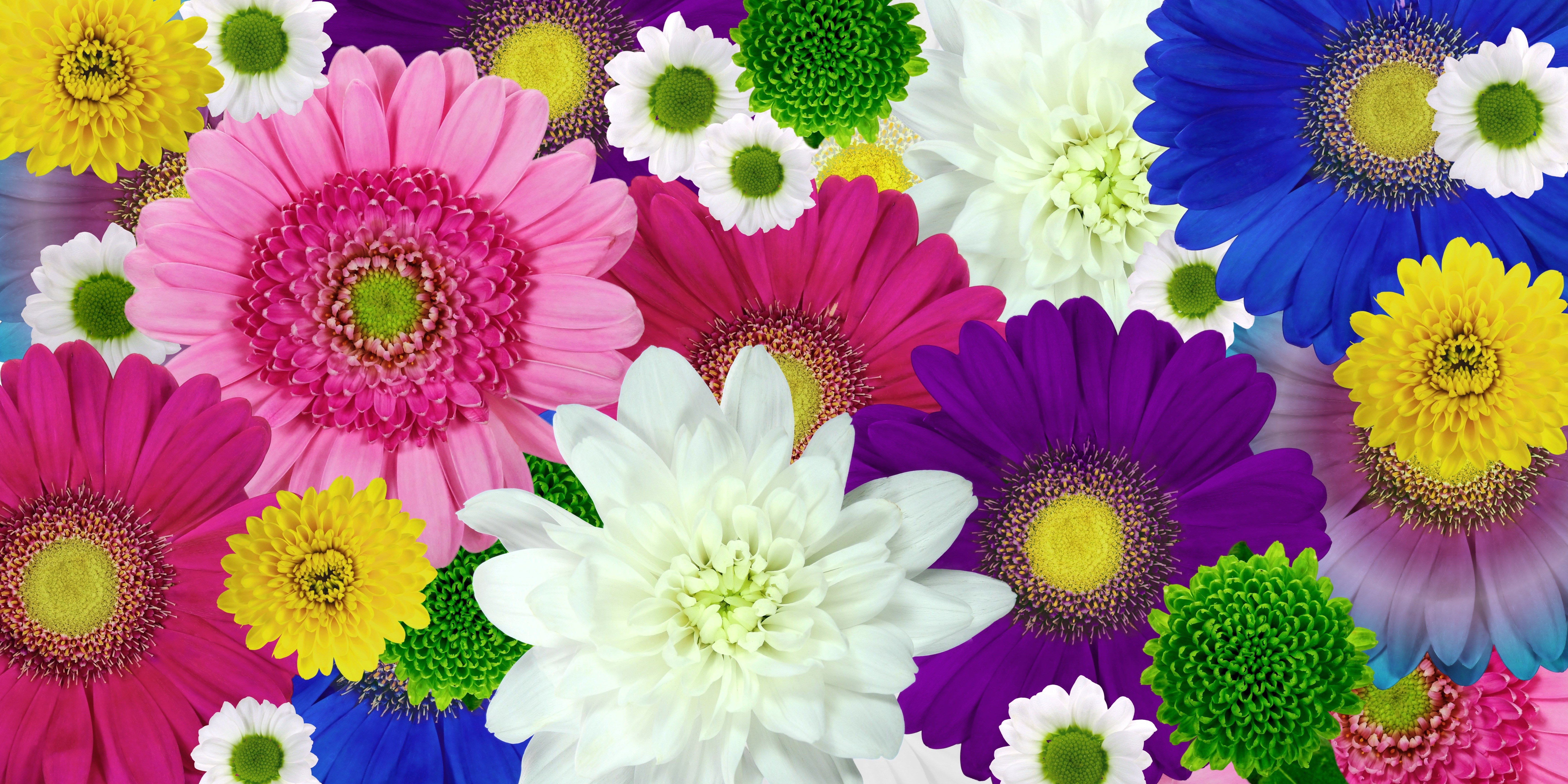 Flores coloridas, Margaridas, Flores de crisântemo, Fundo floral, Multicolorido, Florescer, Desabrochar, 5K