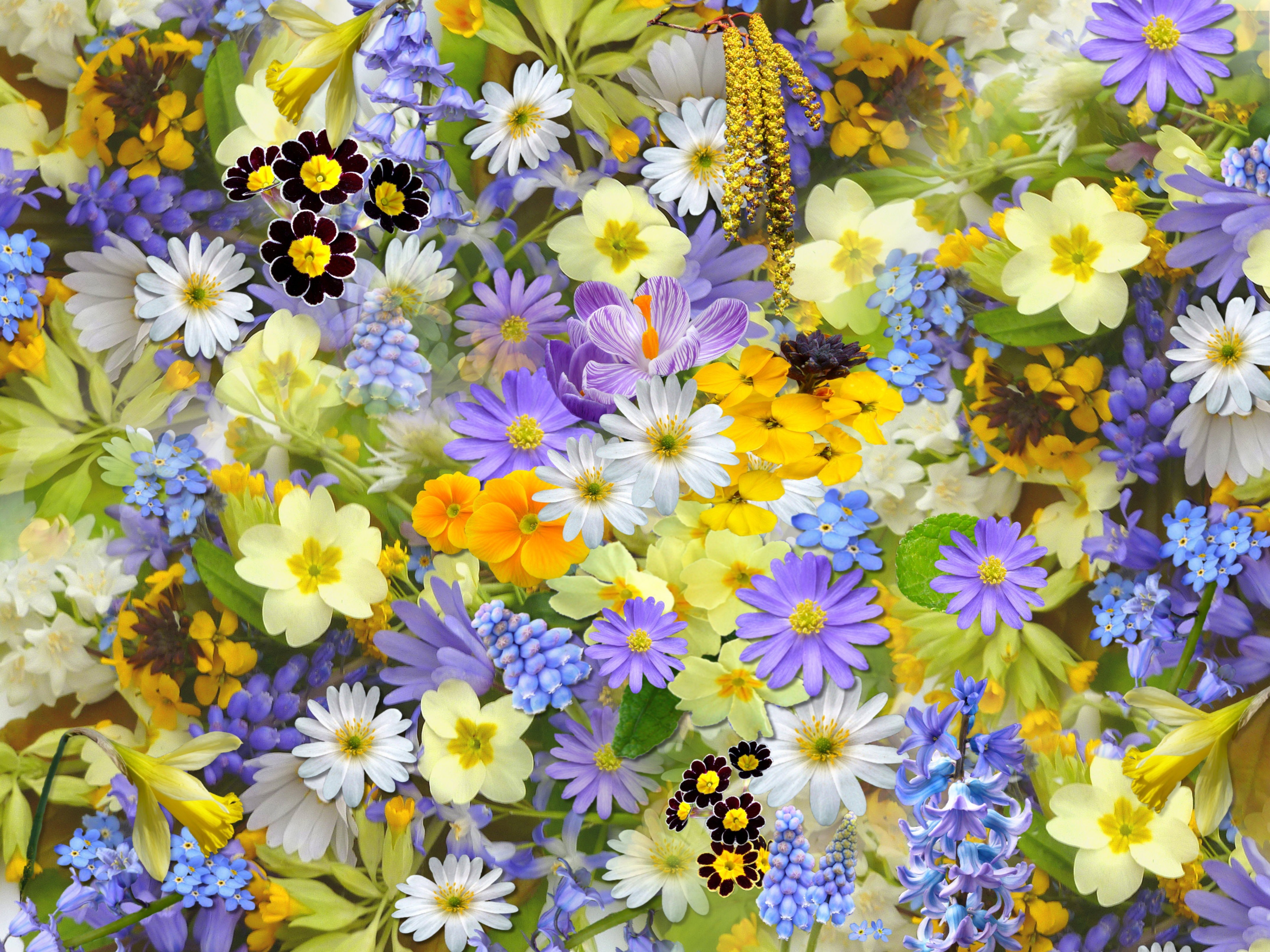 Flores coloridas, Vívido, Flores amarelas, Floração, Florescer