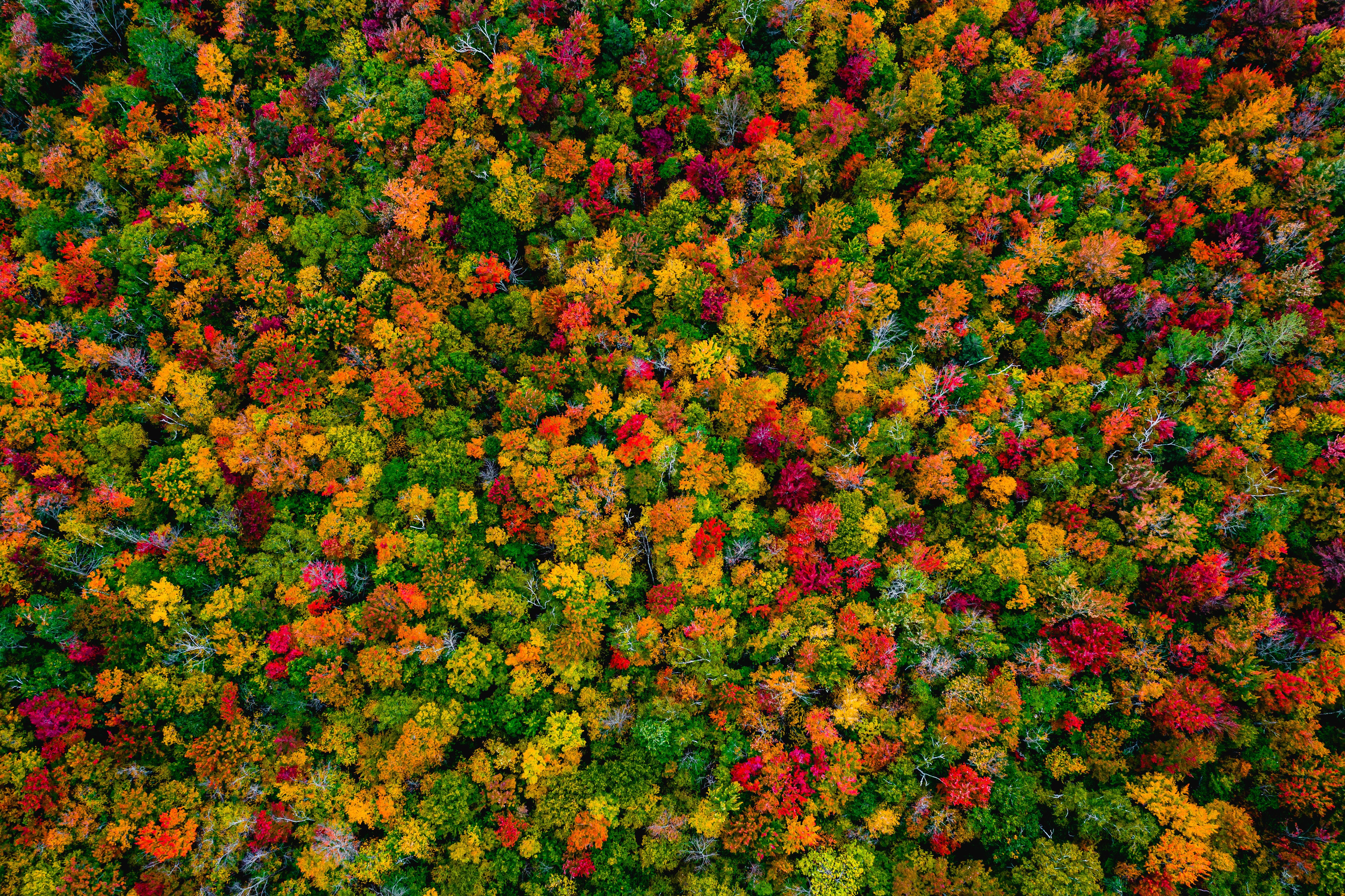 Floresta de outono, Bordos, Vista aérea, 5K