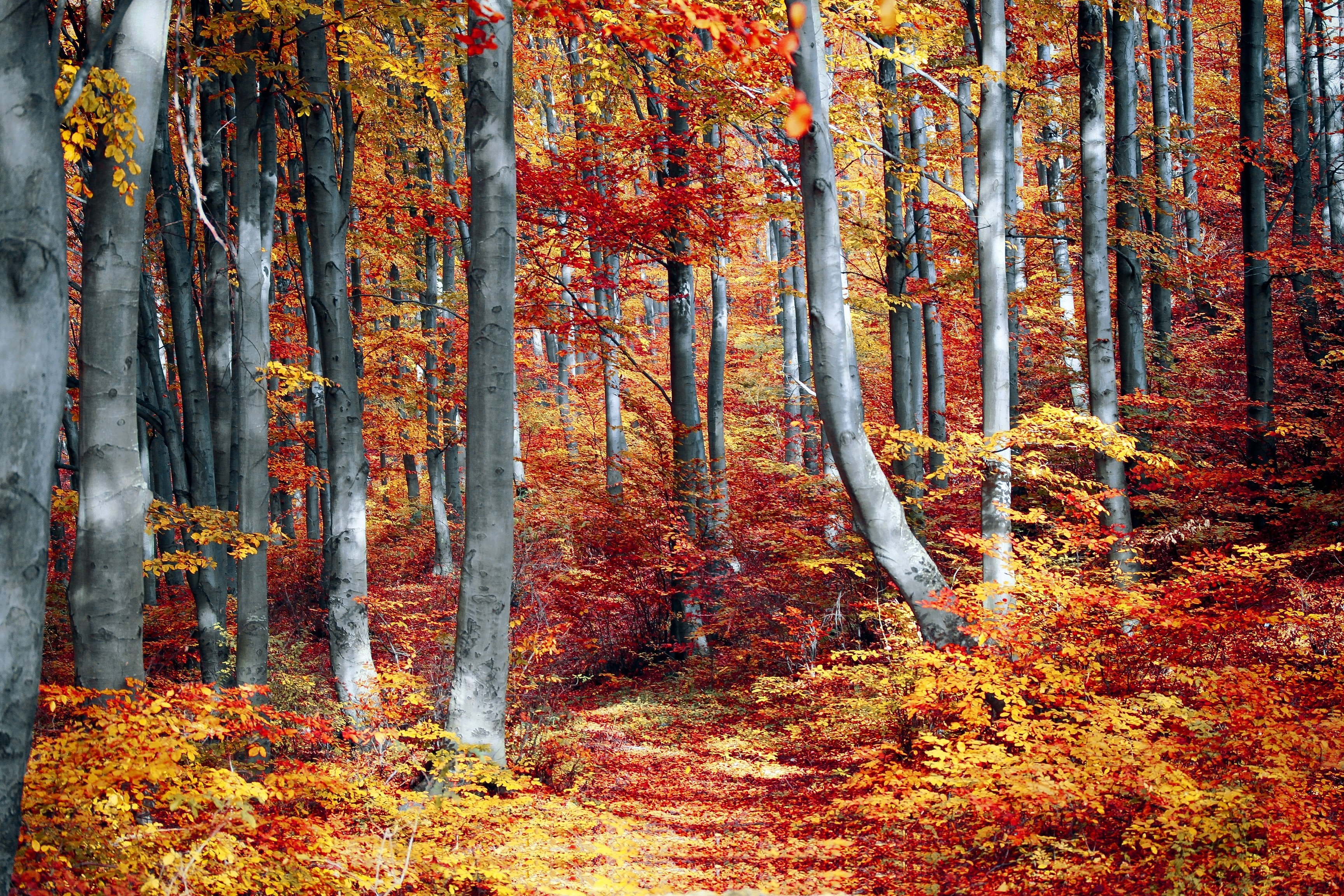 Floresta de outono, Bosque, Árvores, Outono, Estações, Colorido, Folhagem, Paisagem, Cenário