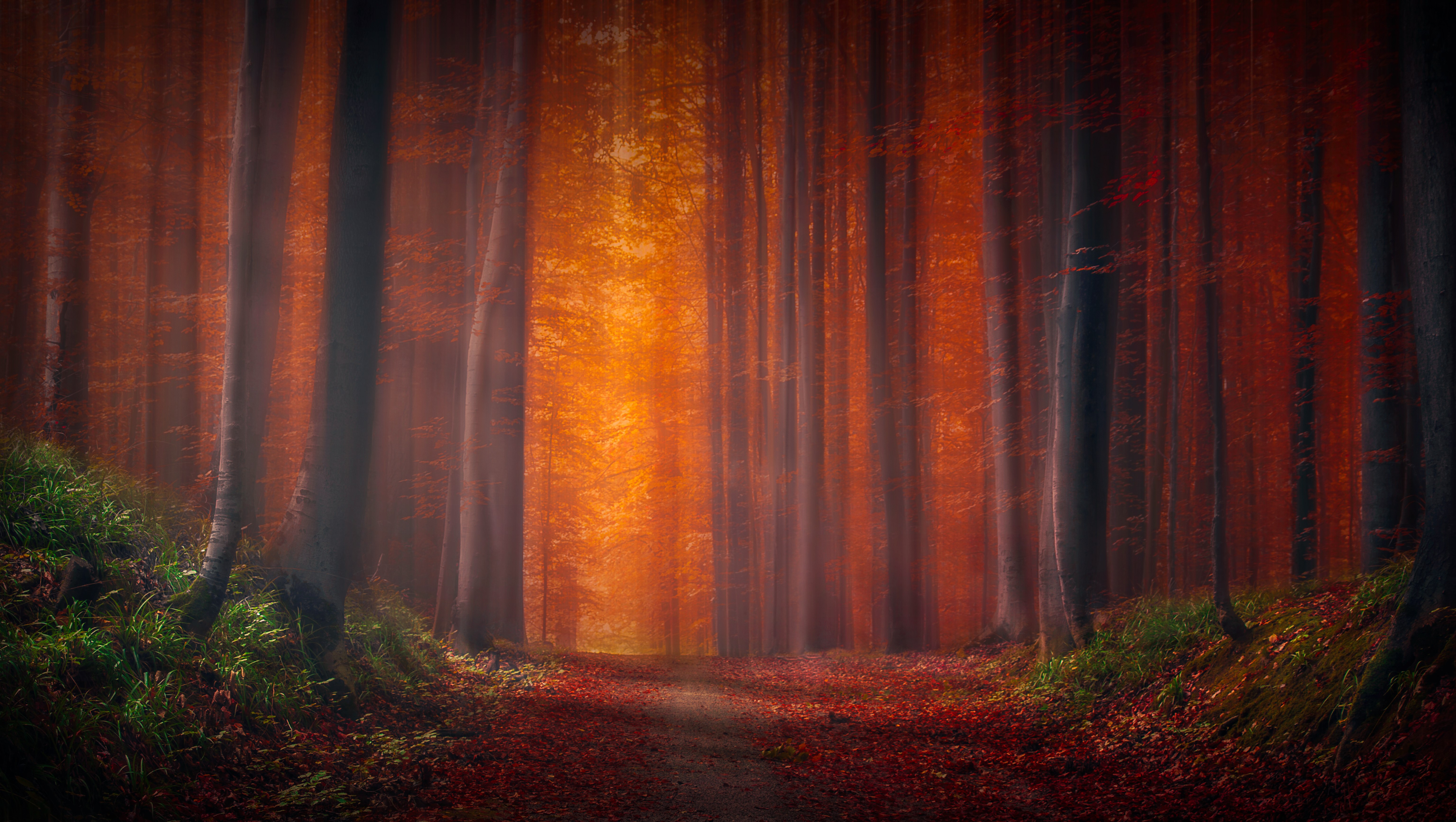 Floresta de outono, Caminho, Folhas caídas, Pôr do sol, Paisagem, Laranja, Árvores, Bosque, 5K
