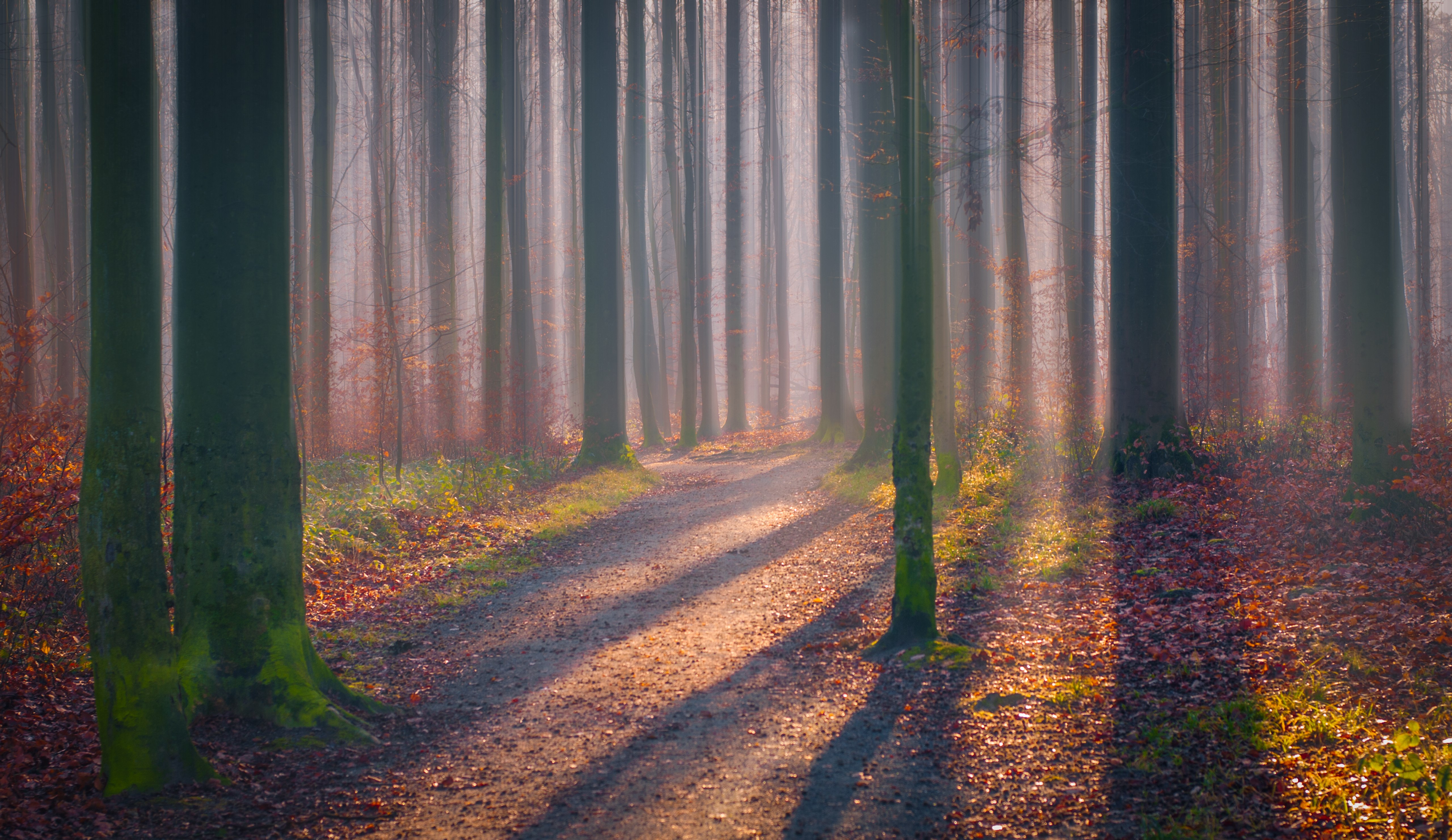 Floresta de outono, Folhas caídas, Névoa, Luz do sol, Sombra, Árvores, Bosque, 5K