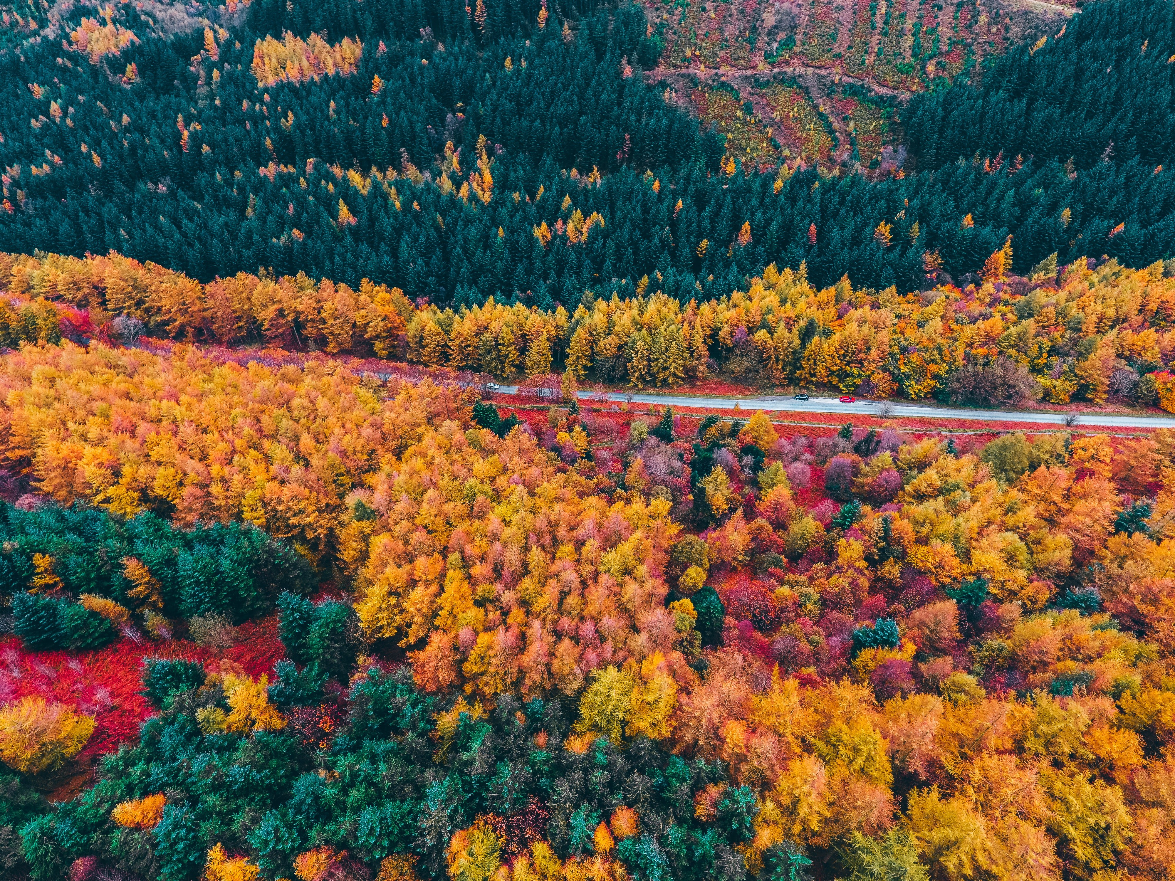 Floresta de outono, Foto de drone, Vista aérea, Outono, Estações, Árvores coloridas, Cenário, Paisagem