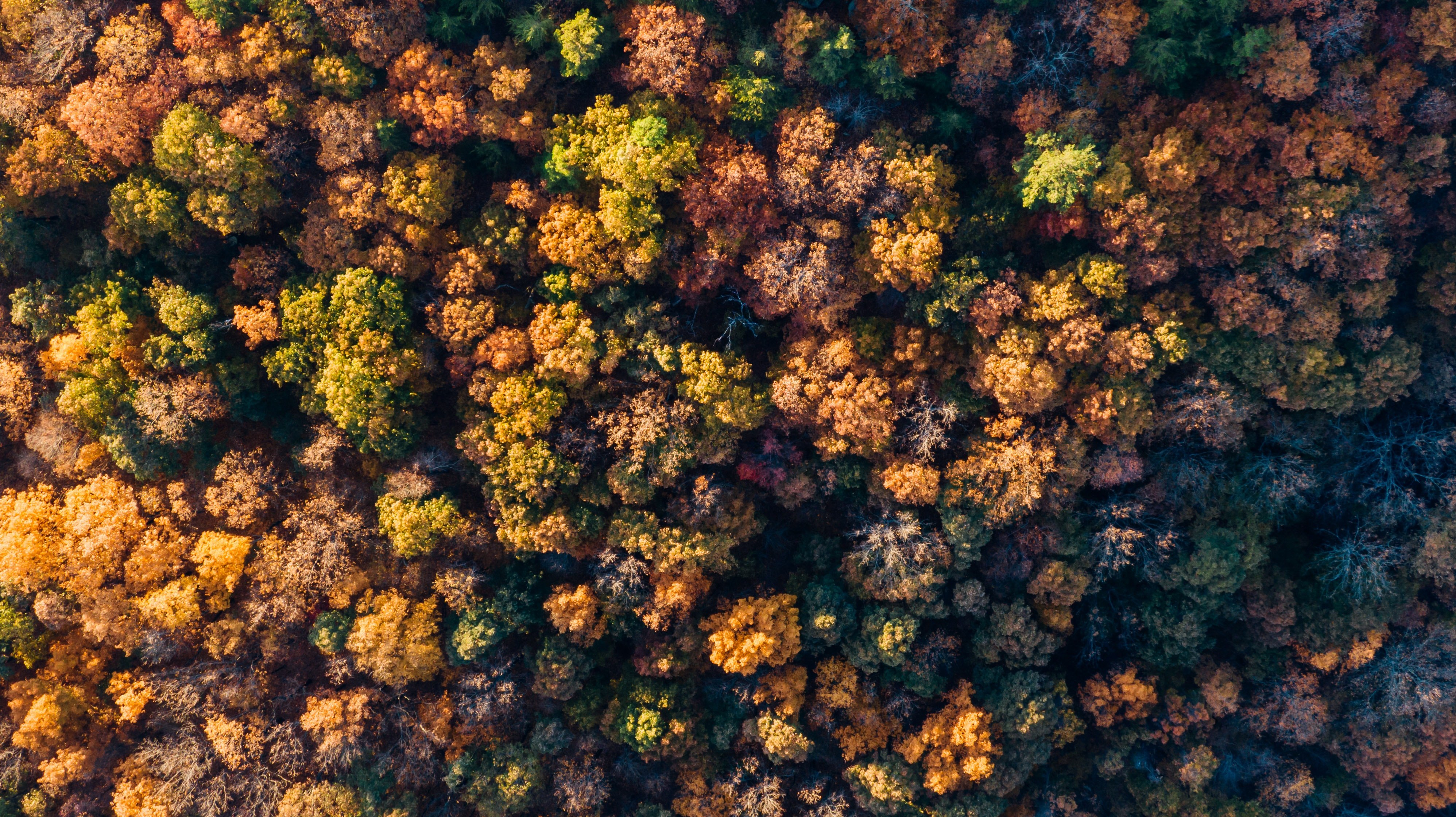 Floresta de outono, Vista aérea, Árvores de outono, Vista de cima