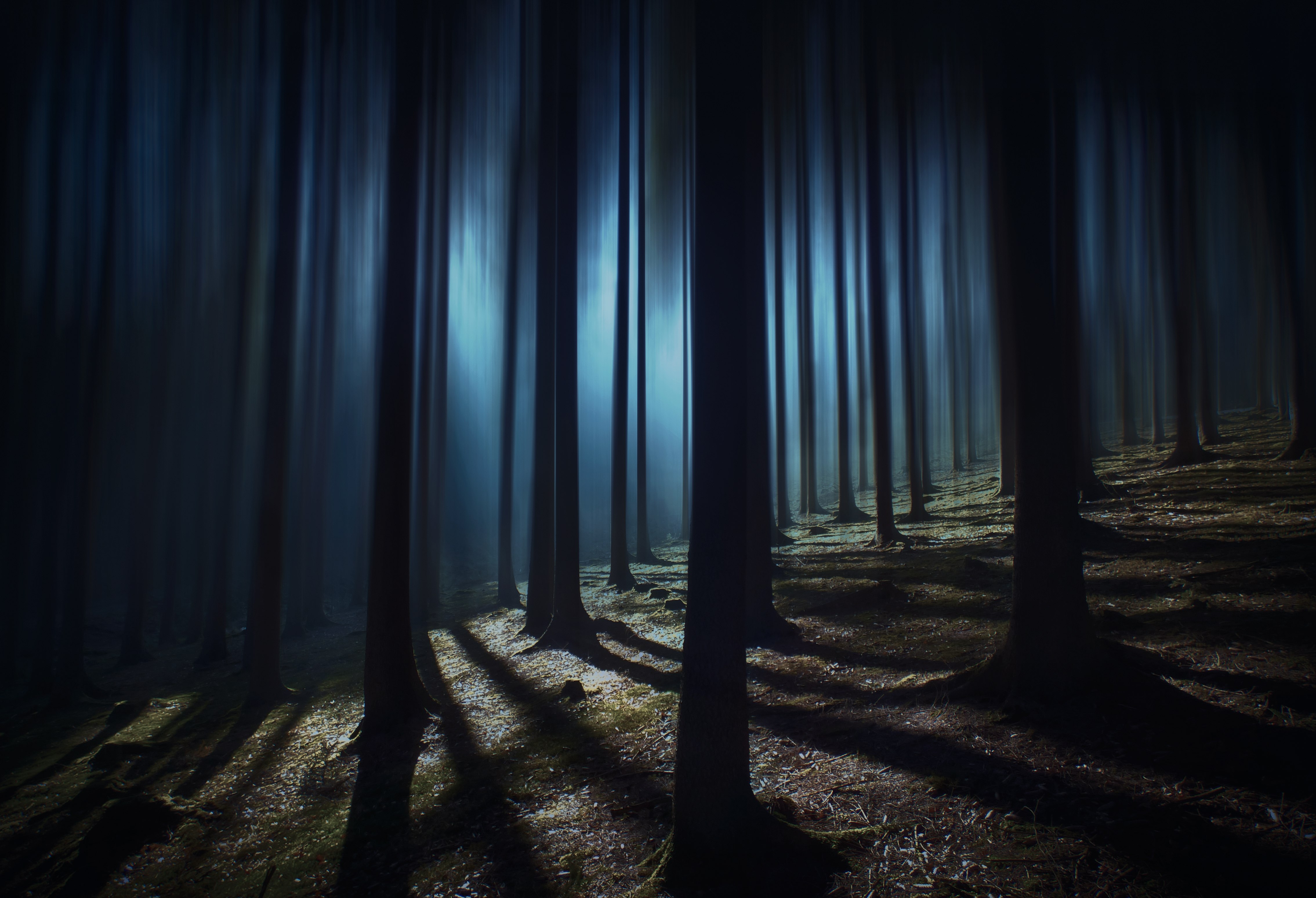 Floresta escura, Bosque, Noite, Escuro, Sombra, Árvores altas, Assombrada, Mistério, 5K